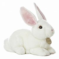 American White Rabbit - Miyoni