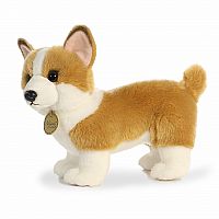 Corgi - Miyoni