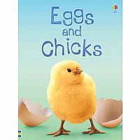 Eggs & Chicks