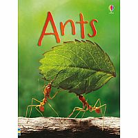 Ants