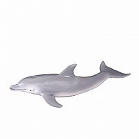Bottlenose Dolphin