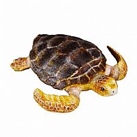 Loggerhead Turtle