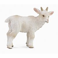 Goat Kid - Standing