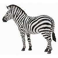 Common Zebra