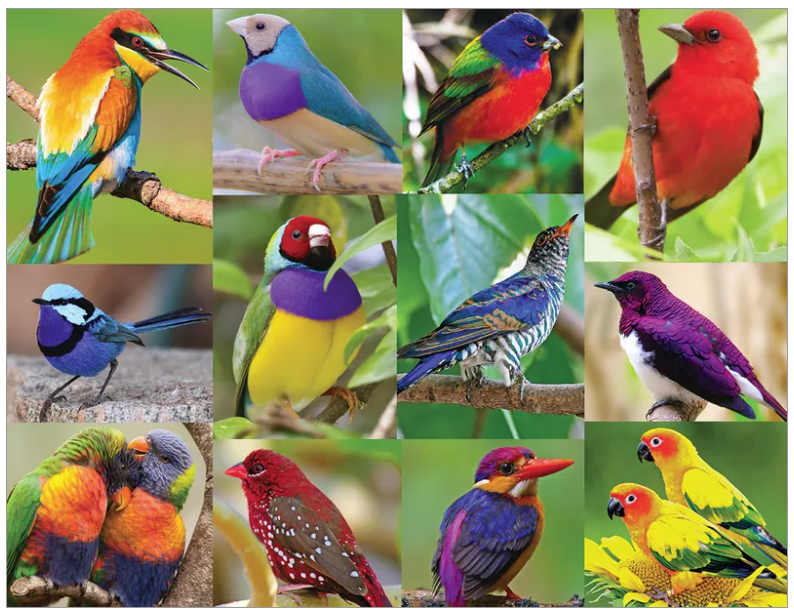 Colorful Paradise - 500pc. Colorful Paradise - 500pc.