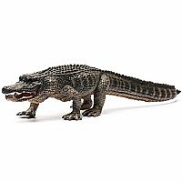 American Alligator