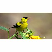 American Goldfinch 