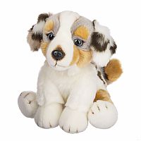 Australian Shepherd 12