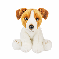 HC Jack Russell Terrier